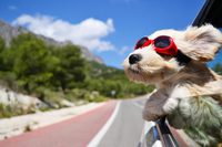 dog_car_summer (1).jpg